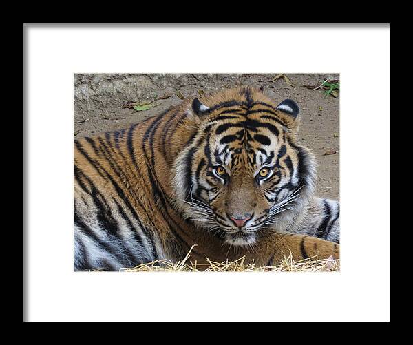 Tiger Framed Print featuring the photograph Staring Tiger #2 by Helaine Cummins