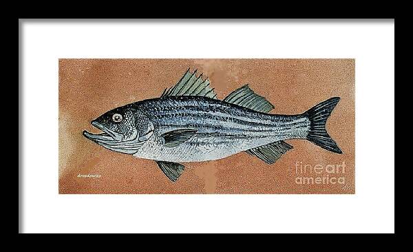 Fish Striped Bas Framed Print featuring the painting Striper #1 by Andrew Drozdowicz