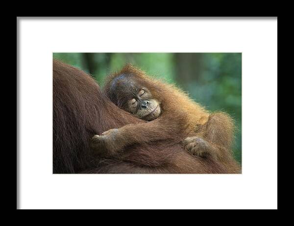Mp Framed Print featuring the photograph Sumatran Orangutan Pongo Abelii Two #1 by Suzi Eszterhas
