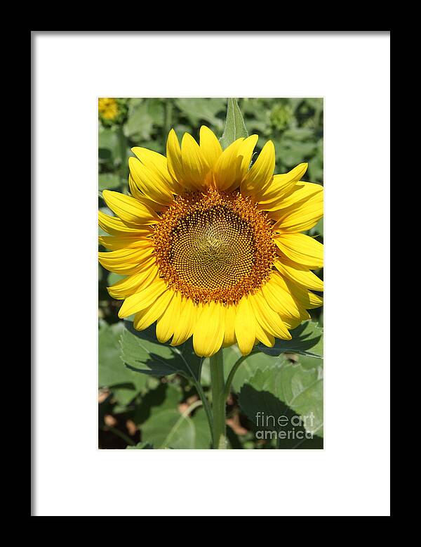 Sunflowers Framed Print featuring the photograph Sunflower 09 #1 by Amanda Barcon