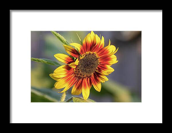 Sunflower Framed Print featuring the photograph Sunflower 2018-1 by Thomas Young