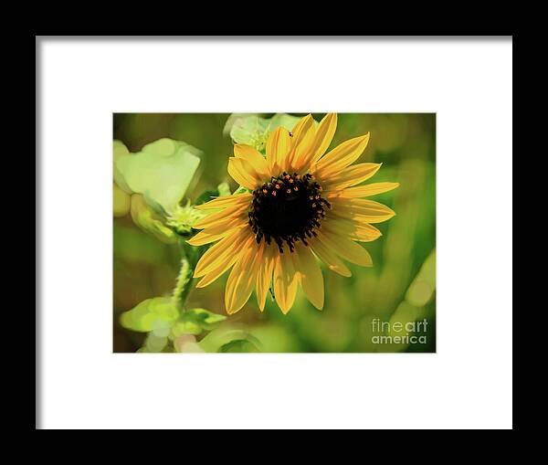 Flower Framed Print featuring the photograph Sunlit Flower #1 by JB Thomas