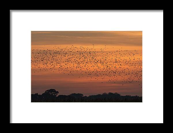 ©wendy Cooper Framed Print featuring the photograph Sunset Starlings #1 by Wendy Cooper