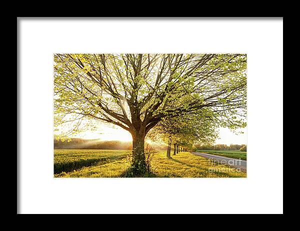 Sunset Framed Print featuring the photograph Sunset through a line of rural trees #1 by Simon Bratt