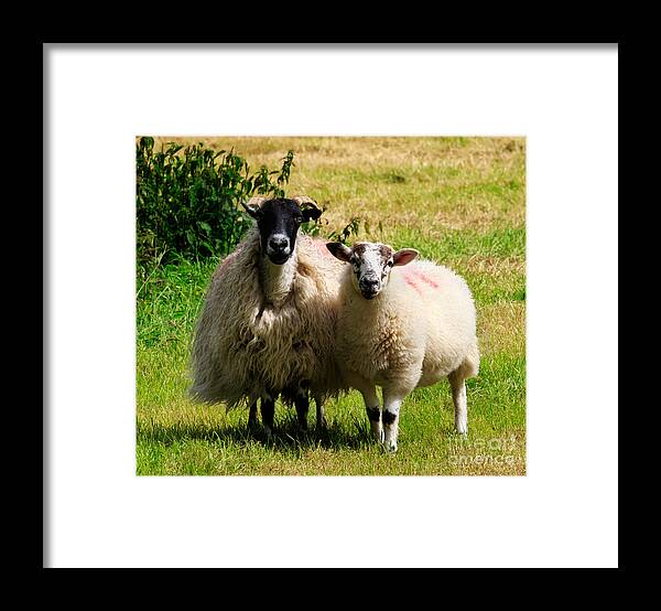 Swaledale Framed Print featuring the photograph Swaledale sheep with lamb #1 by Louise Heusinkveld
