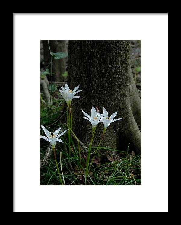 Lily Framed Print featuring the photograph Swamp lilies #1 by David Campione