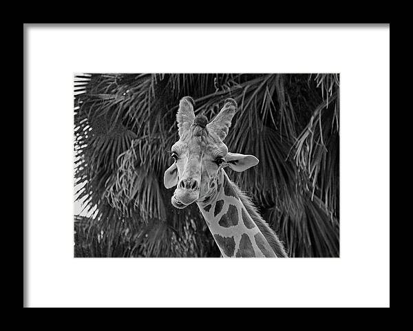 Giraffe Framed Print featuring the photograph Take to the Sky #1 by Michiale Schneider
