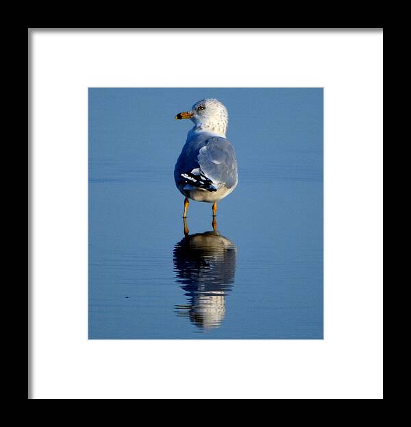 Bird Framed Print featuring the photograph Tan Lines by Dani McEvoy