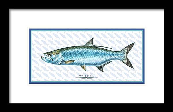 Jon Q Wright Tarpon Ocean Saltwater Gamefish Fish Poster Fish Print Fishing Tackle Framed Print featuring the painting Tarpon ID #1 by Jon Q Wright
