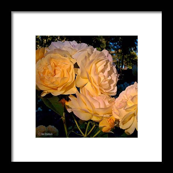 Beautiful Framed Print featuring the photograph The Beauty Of A Summer Rose #1 by Ken Stanback