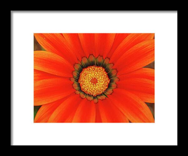 Daisy Framed Print featuring the photograph The Beauty of Orange #1 by Lori Tambakis