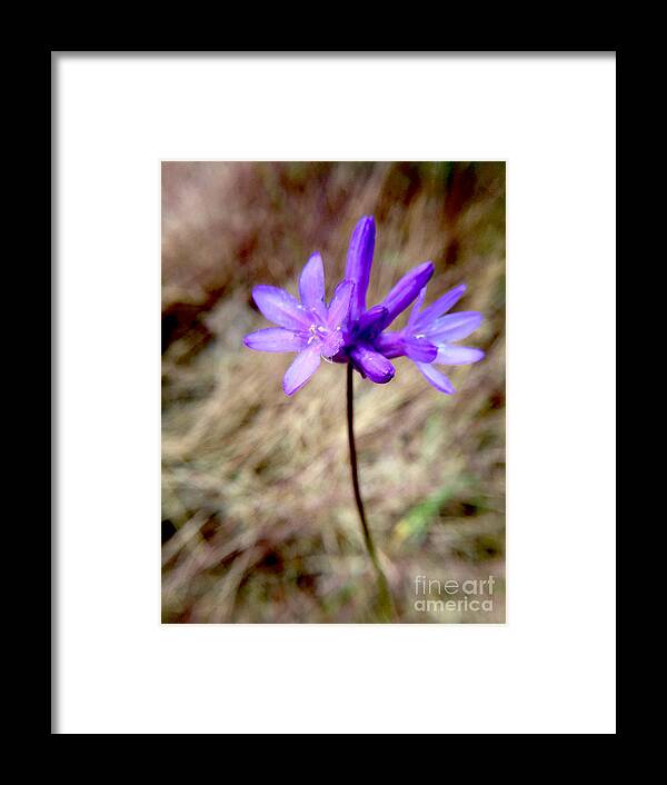 Photography Framed Print featuring the photograph The Color Purple #2 by Sean Griffin