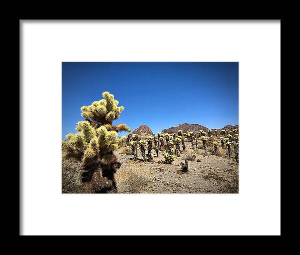Cactus Framed Print featuring the photograph The Gathering by Brad Hodges