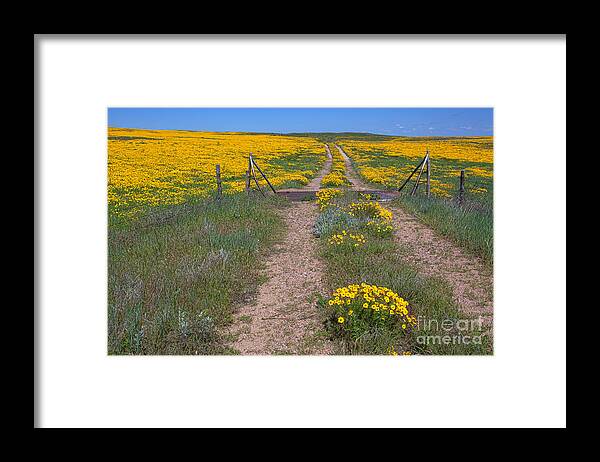 Yellow Wildflowers Framed Print featuring the photograph The Golden Gate by Jim Garrison