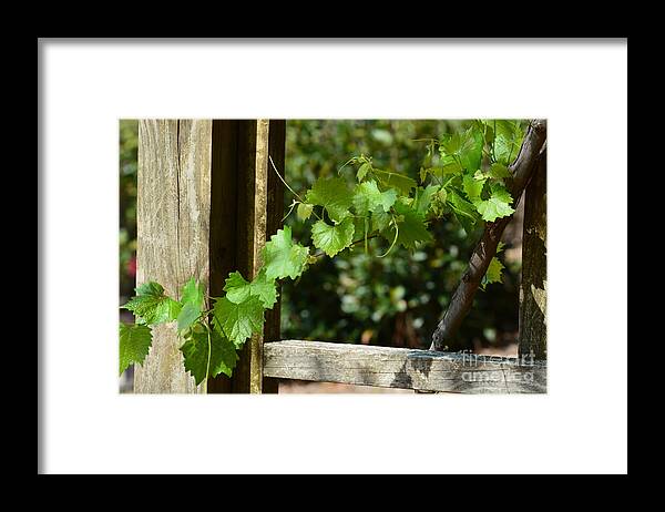 The Simple Things Framed Print featuring the photograph The Simple Things #1 by Maria Urso