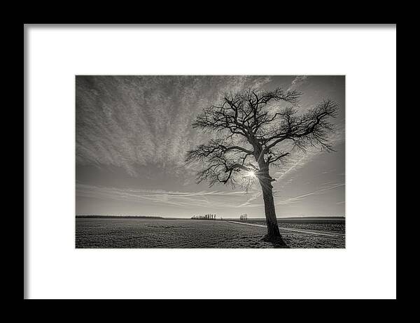 Landscape Framed Print featuring the photograph The Tree #1 by Jim Pearson