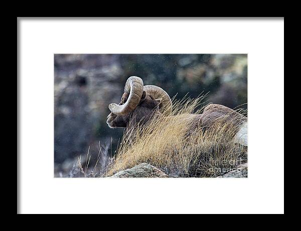 In Focus Framed Print featuring the photograph The Watchman by Jim Garrison