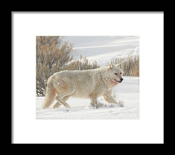 Wolf Framed Print featuring the photograph The White Lady #1 by Deby Dixon