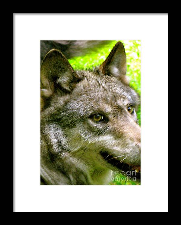 Wild Wolves Group A Framed Print featuring the photograph The Wild Wolve Group A #1 by Debra   Vatalaro