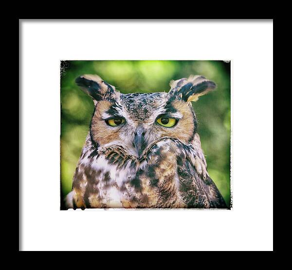 Owls Framed Print featuring the photograph The Wise Old Owl #1 by Elaine Malott