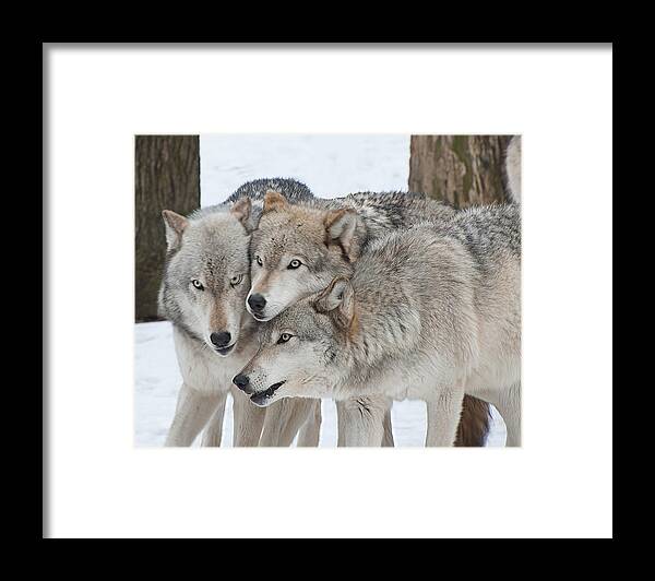 Wolf Framed Print featuring the photograph Three Wolves Are A Crowd #1 by Gary Slawsky