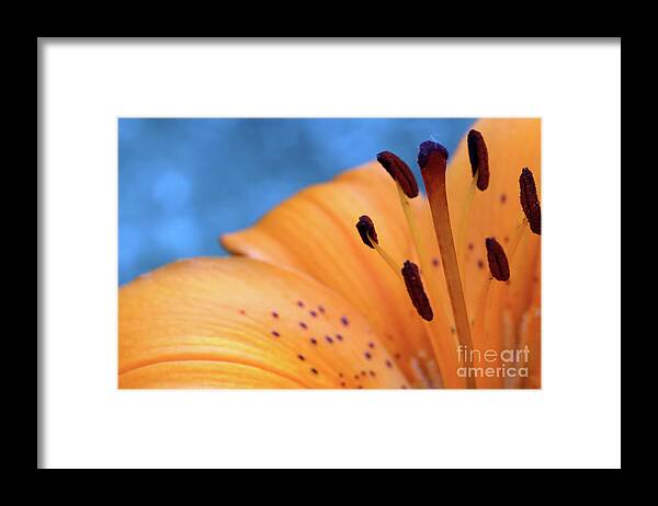 Flora Framed Print featuring the photograph Tiger Bright by Baggieoldboy
