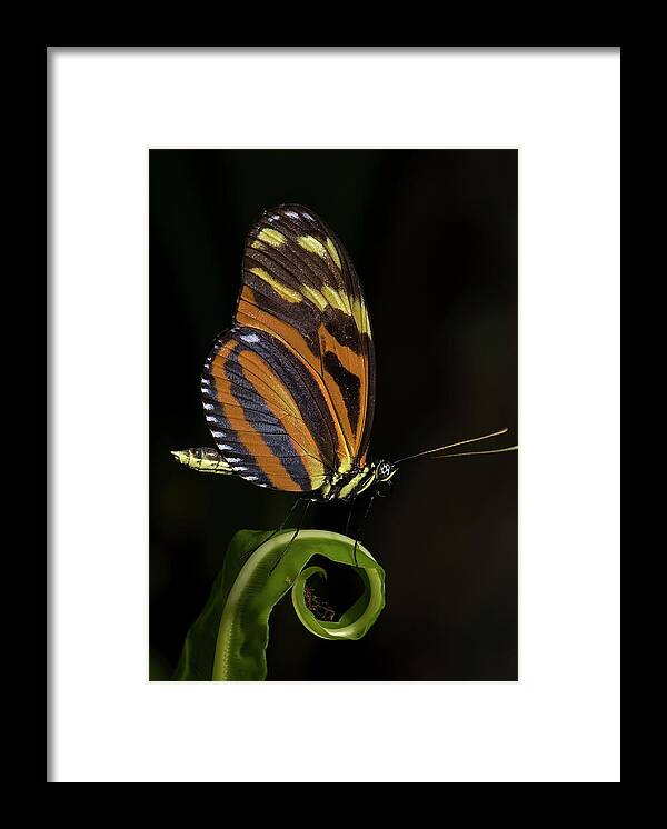Butterfly Framed Print featuring the photograph Tiger Longwing #1 by JT Lewis