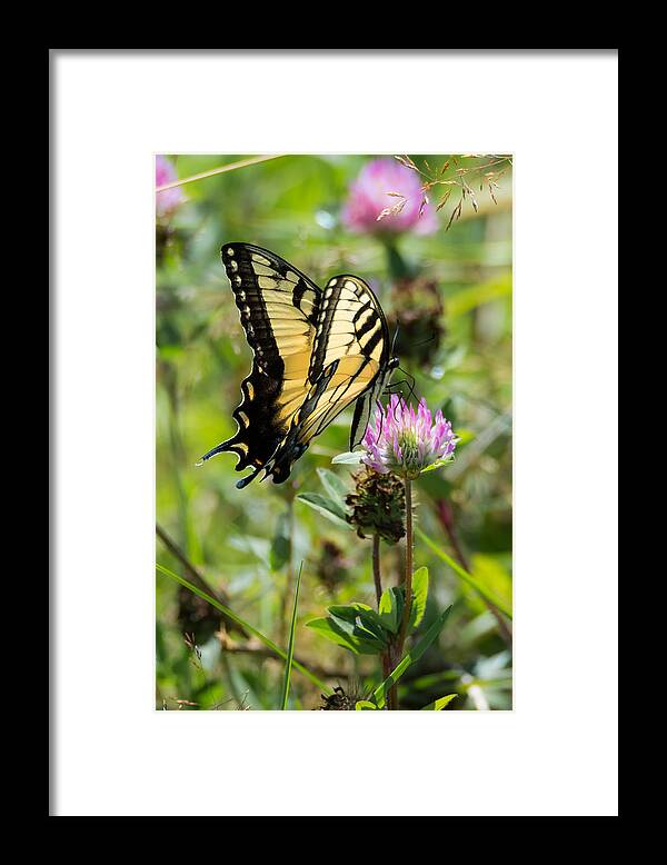 Butterfly Framed Print featuring the photograph Tiger Swallowtail Butterfly by Holden The Moment
