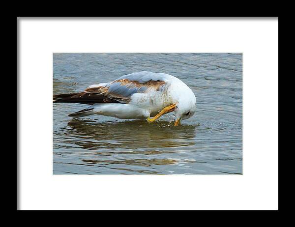 Seagull Framed Print featuring the photograph Time for a Bath #1 by Travis Rogers