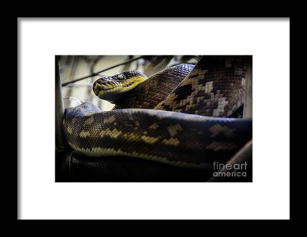 Timor Framed Print featuring the photograph Timor Python #1 by Jonas Luis