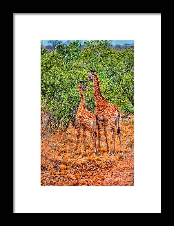 South Africa Giraffes Open Areas Framed Print featuring the photograph Together #1 by Rick Bragan