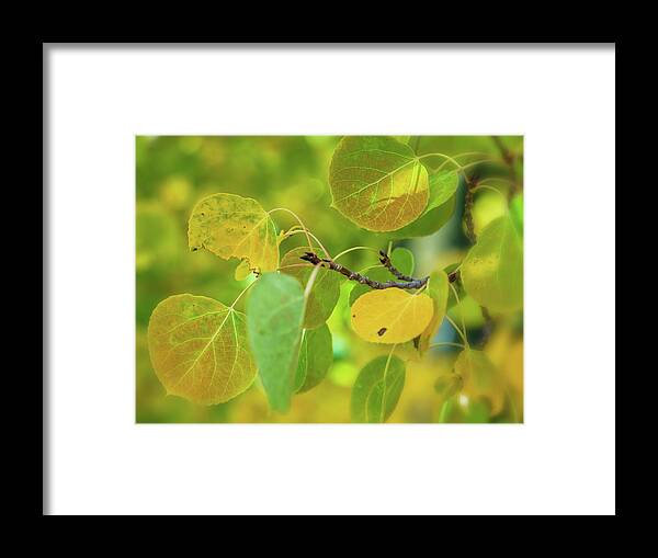 Fall Framed Print featuring the photograph Transition #2 by Jonathan Nguyen
