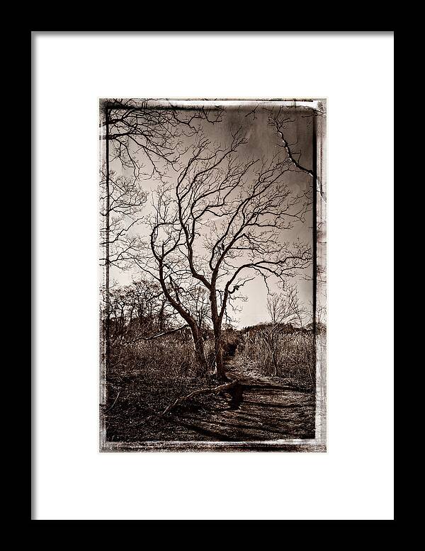 Baril Framed Print featuring the photograph Tree #1 by Frank Winters