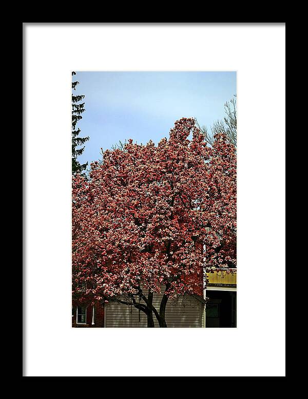 Trees Framed Print featuring the photograph Tree #1 by Karl Rose