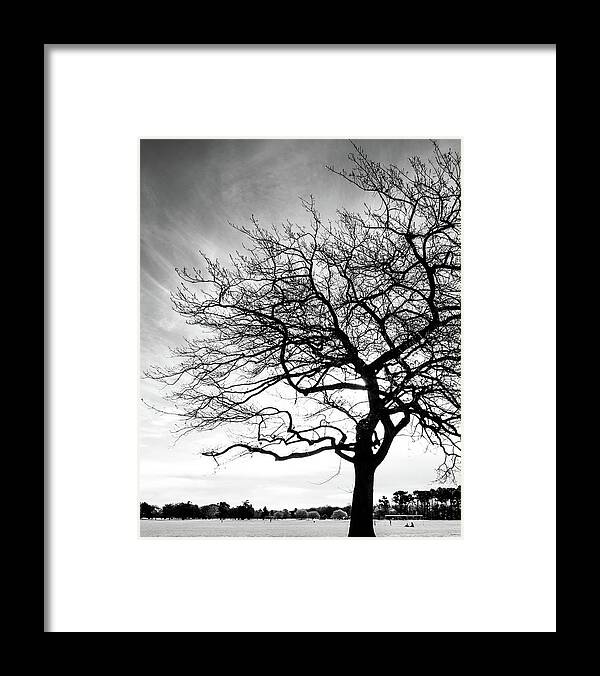 Tree Framed Print featuring the photograph Tree Silhouette by Roseanne Jones