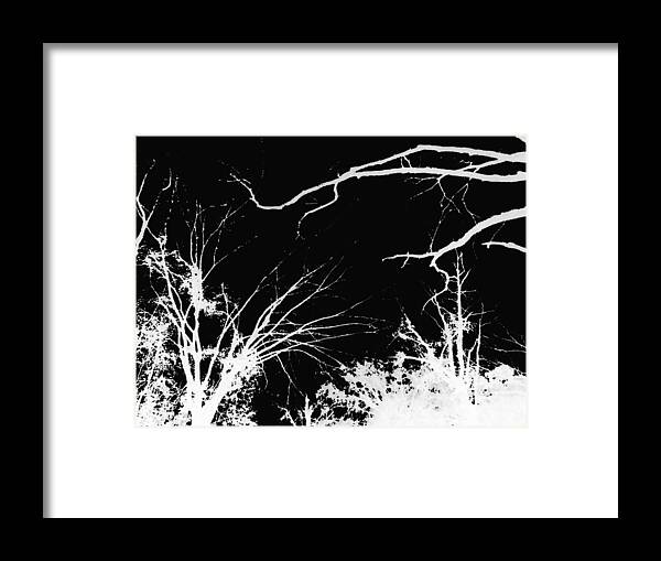 Digital Framed Print featuring the photograph Tree Tops #1 by Max Mullins