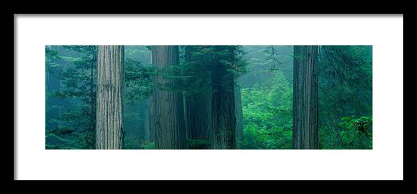 Photography Framed Print featuring the photograph Trees In A Forest, Redwood National #1 by Panoramic Images