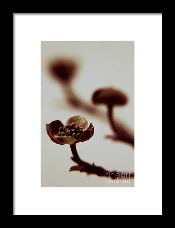 Buds Framed Print featuring the photograph Trilogy #1 by Dana DiPasquale