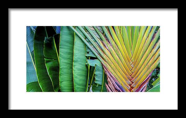 Palms Framed Print featuring the photograph Tropical Palms #1 by Mark Dahmke