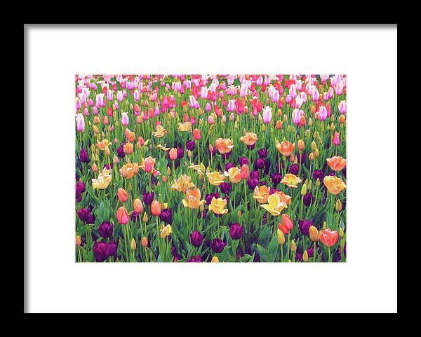 Flowers Framed Print featuring the photograph Tulip Field by Jessica Jenney