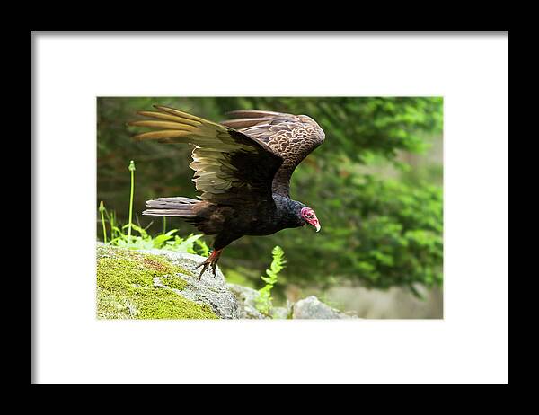 Raptor Framed Print featuring the photograph Turkey Vulture #1 by Mircea Costina Photography