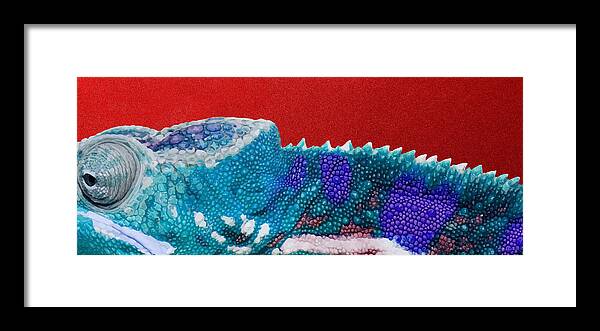 beasts Framed Print featuring the photograph Turquoise Chameleon on Red #1 by Serge Averbukh