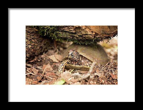 Turtles Framed Print featuring the photograph Turtle Town #6 by Eilish Palmer