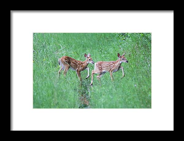 Twins Framed Print featuring the photograph Twin Fawns #1 by Brook Burling