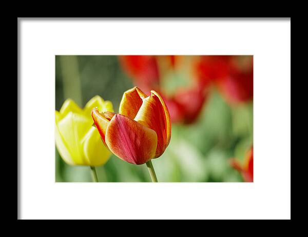 Flower Framed Print featuring the photograph Two tulips #2 by Jeff Swan
