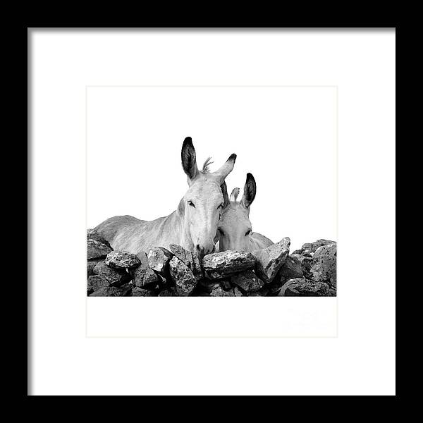 Donkey Framed Print featuring the photograph Two white Irish donkeys #1 by RicardMN Photography
