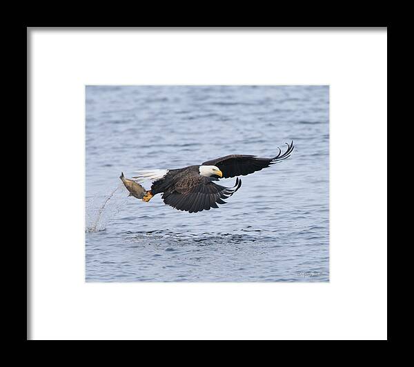 Nature Framed Print featuring the photograph Up Up and Away #1 by Gerry Sibell