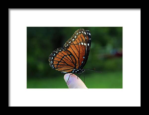 Photograph Framed Print featuring the photograph Viceroy Butterfly #1 by Larah McElroy