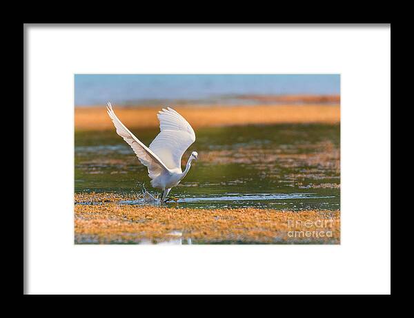 Animal Framed Print featuring the photograph Wading #1 by Jivko Nakev