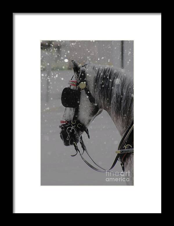 Horse Framed Print featuring the photograph Waiting #2 by Clare Bevan